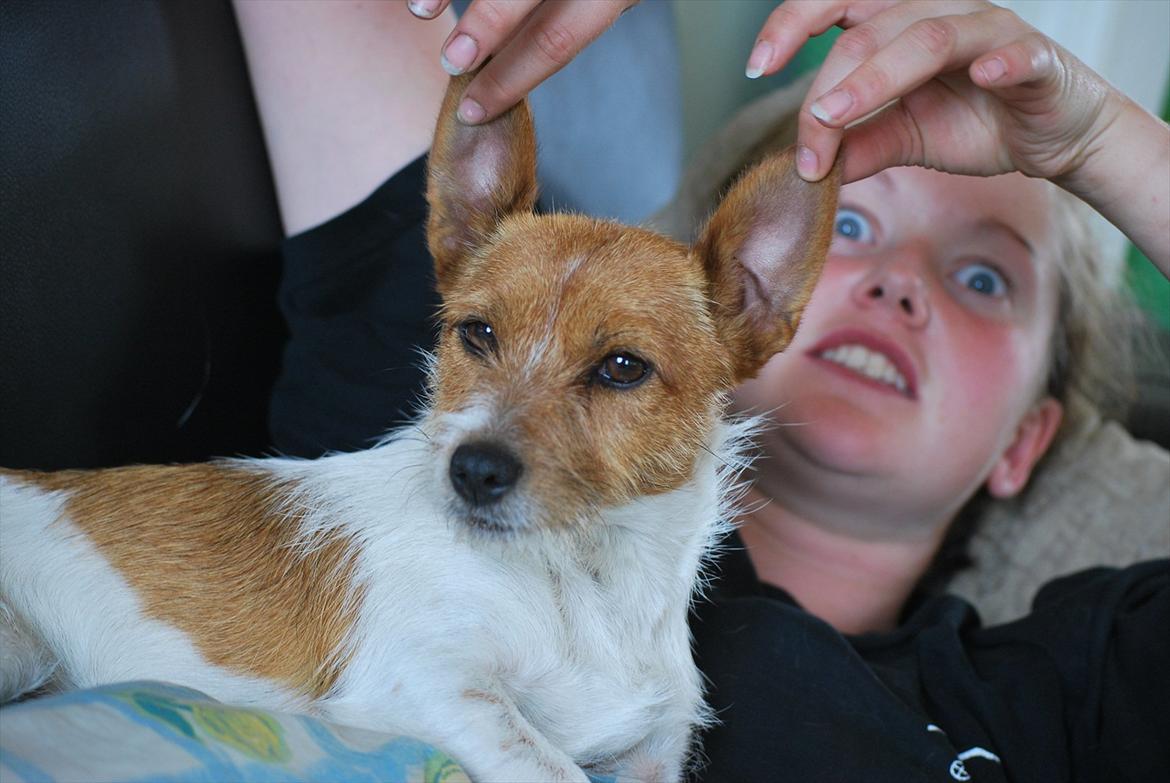 Jack russell terrier Carla - :D
 billede 11