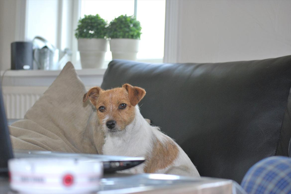 Jack russell terrier Carla billede 7