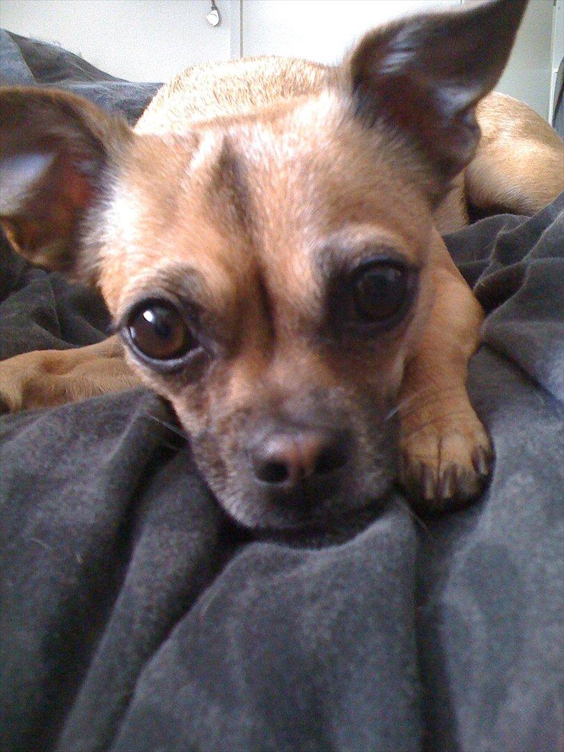 Blanding af racer Zhila billede 2