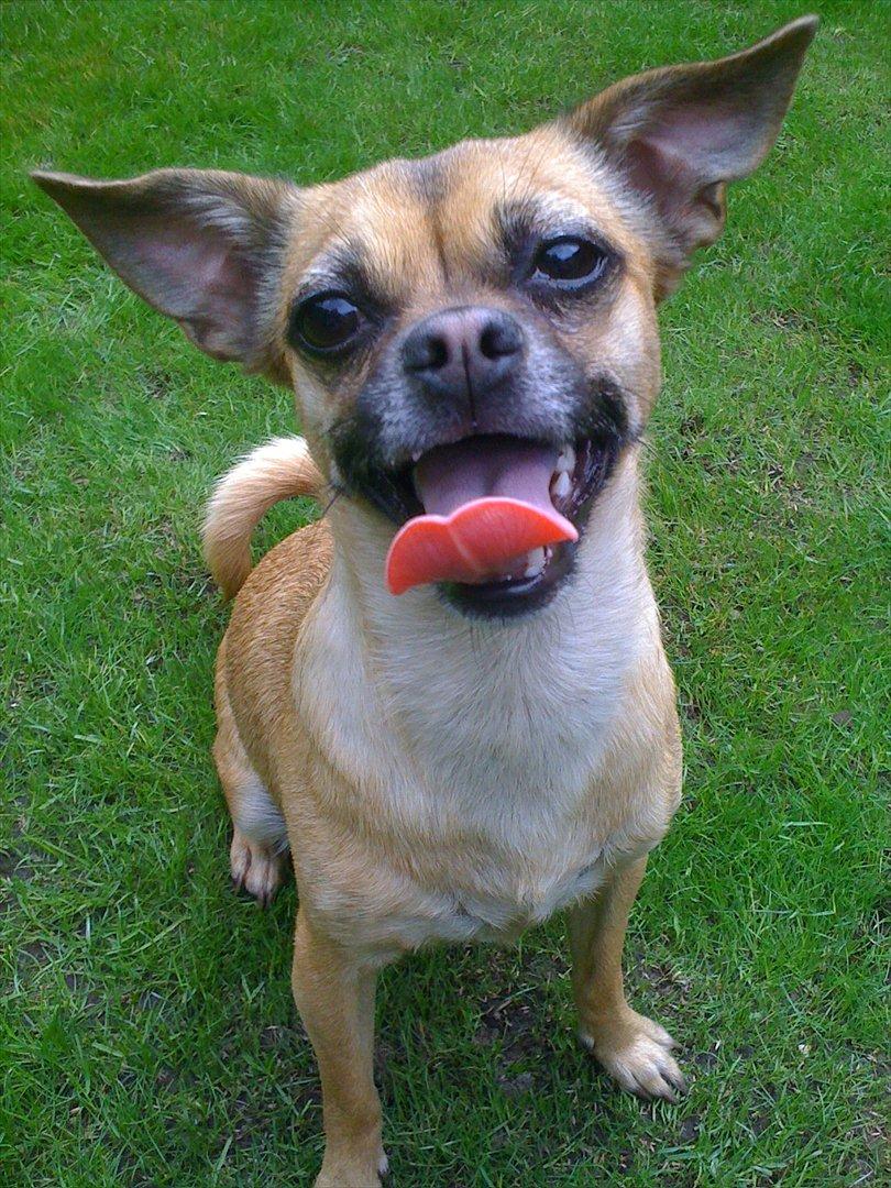 Blanding af racer Zhila billede 4