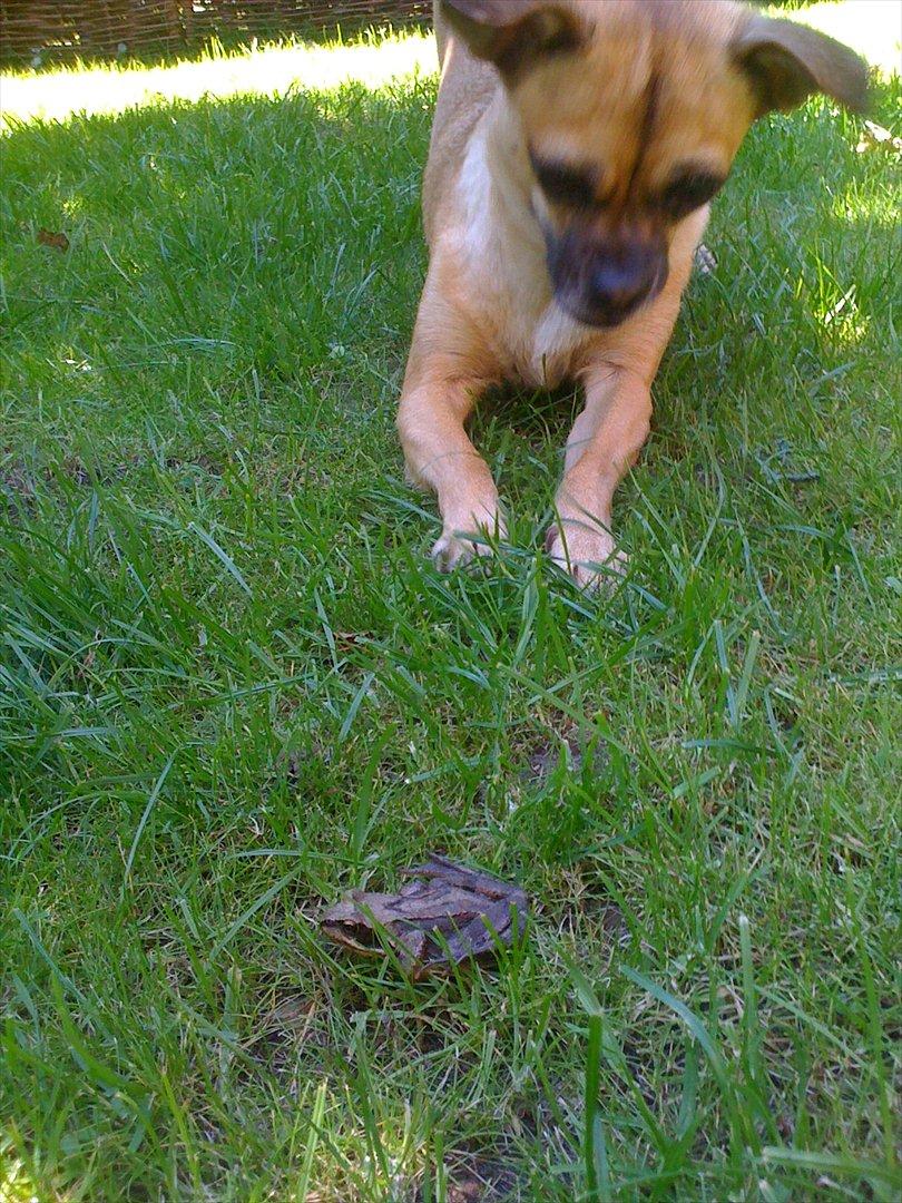 Blanding af racer Zhila billede 6