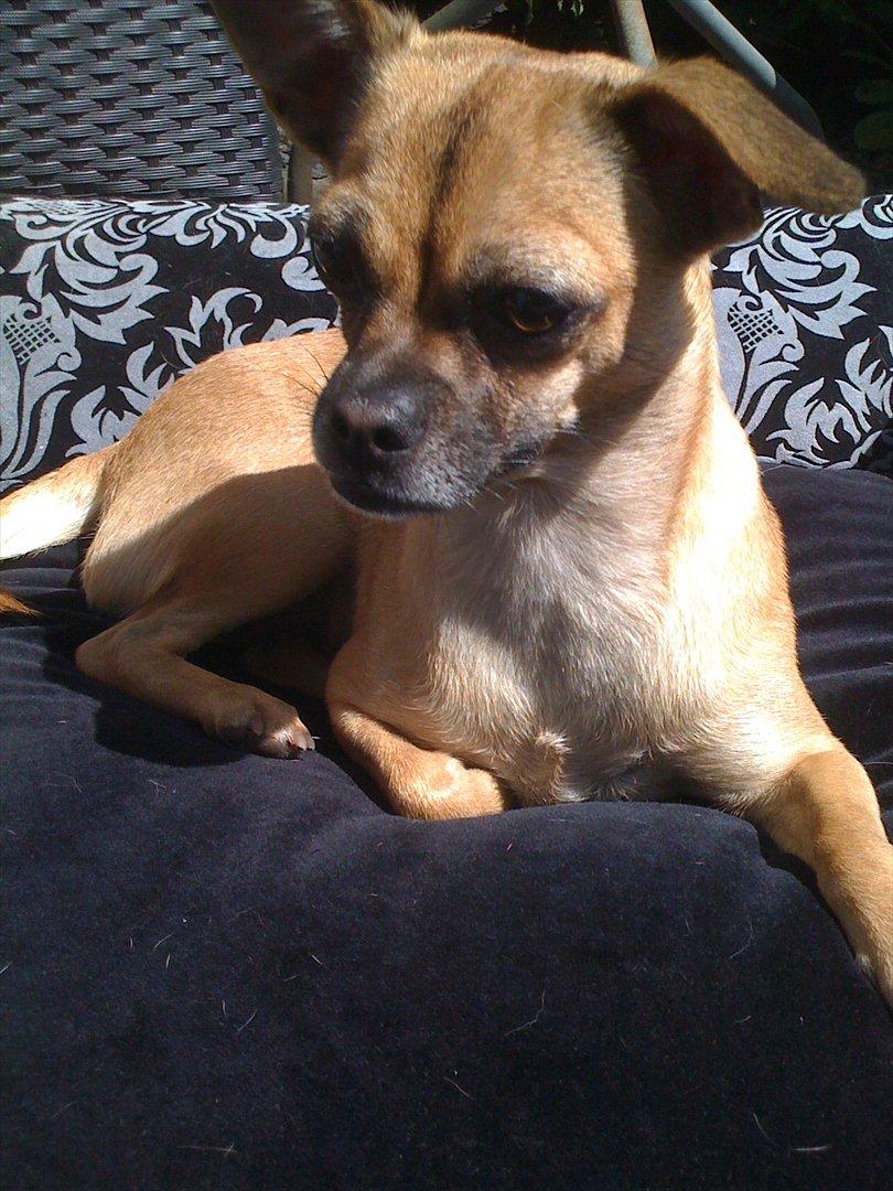 Blanding af racer Zhila billede 13