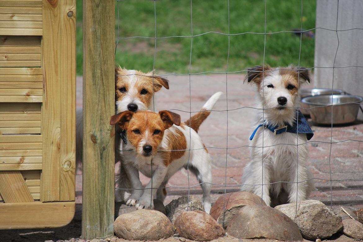 Jack russell terrier Carla billede 8