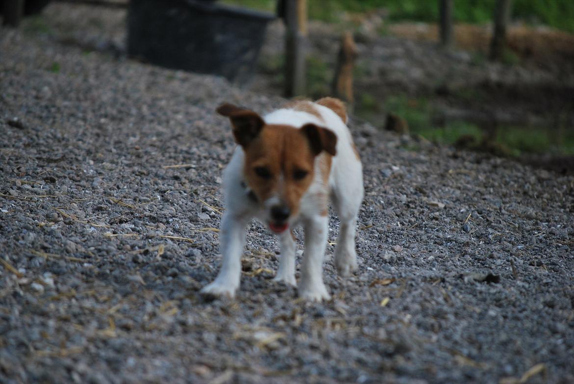 Jack russell terrier Carla billede 9