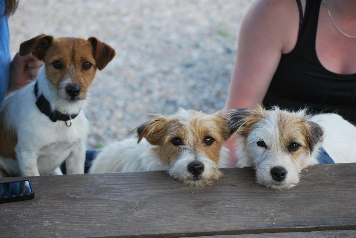 Jack russell terrier Carla - Tak for kigget
-knus Carla billede 12