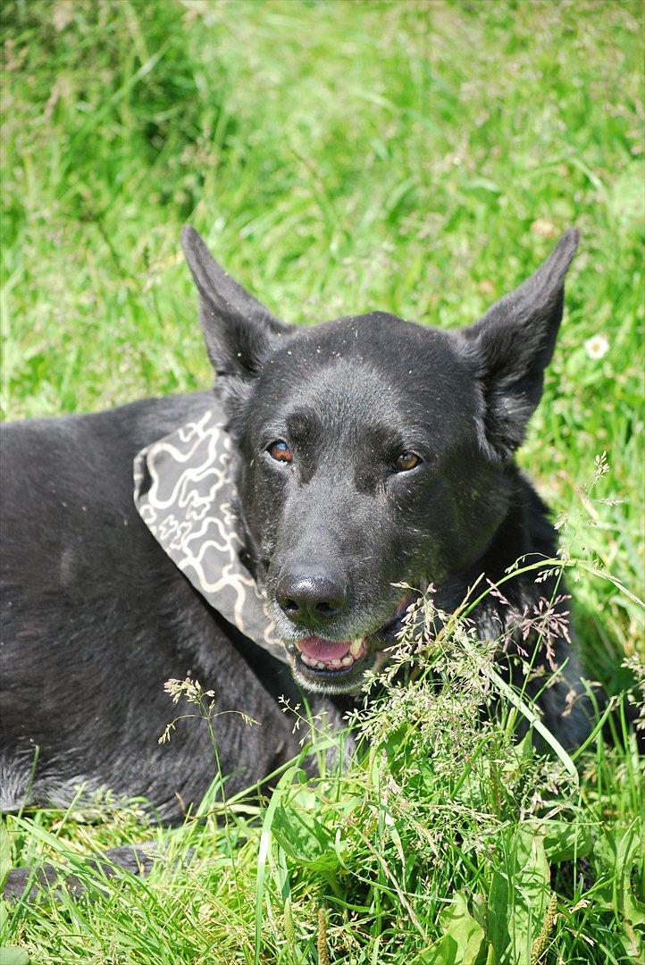 Schæferhund Rico billede 16