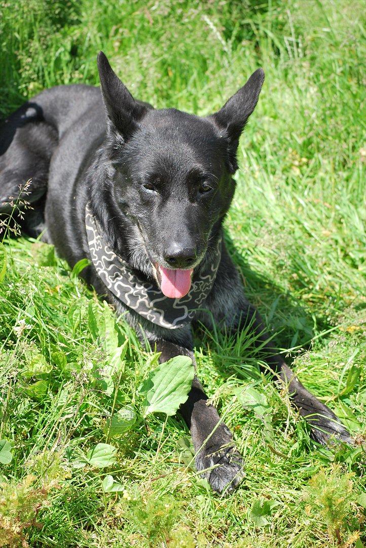 Schæferhund Rico - Velkommen til Rico´s profil!:* billede 1