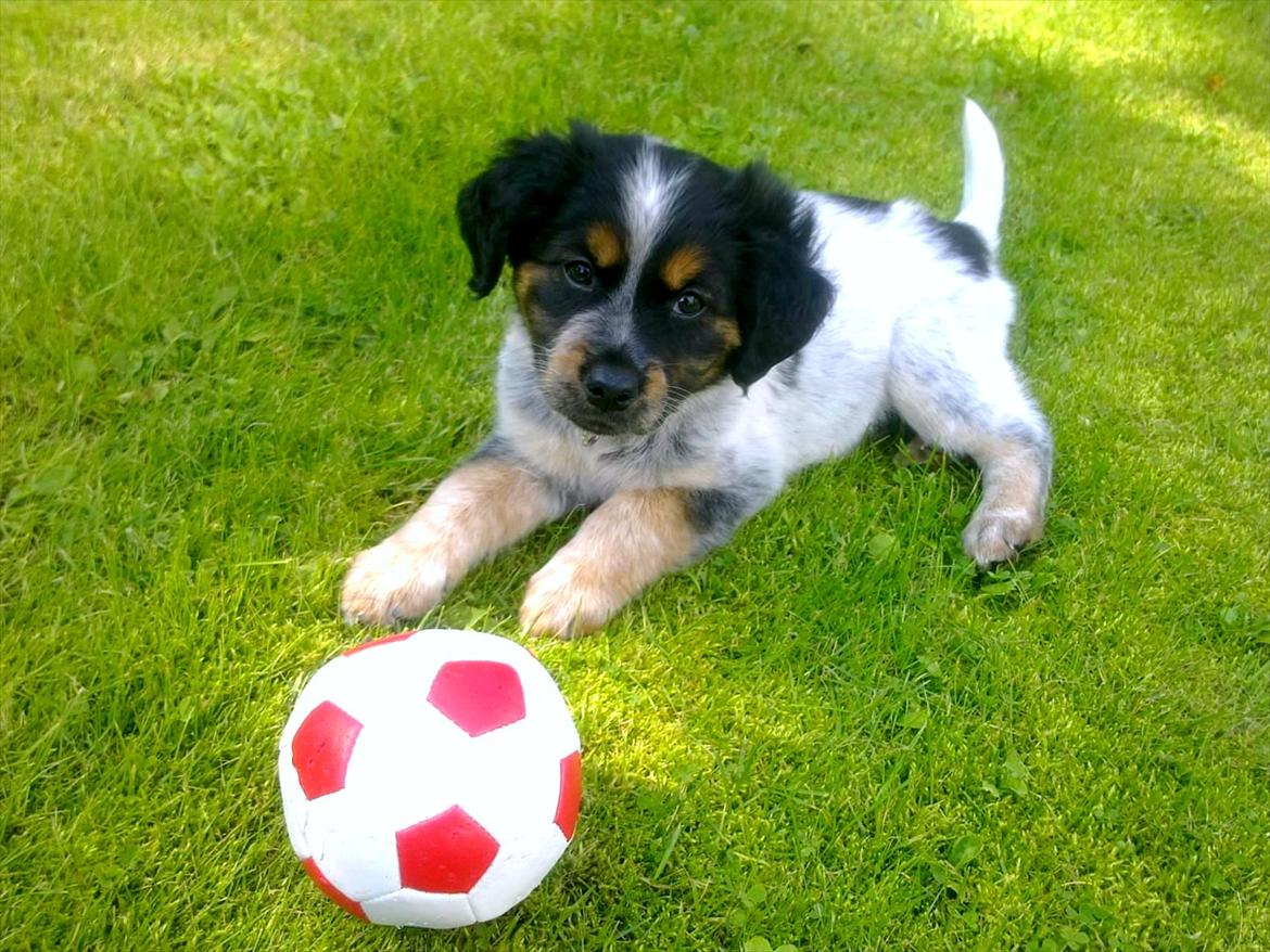 Blanding af racer Milla - Yndlingsbold ^^ billede 12