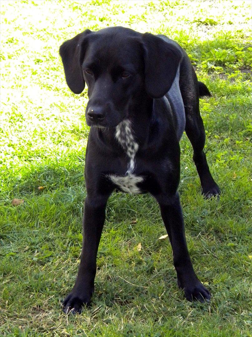 Blanding af racer Maggie - Velkommen til min profil :O) billede 1