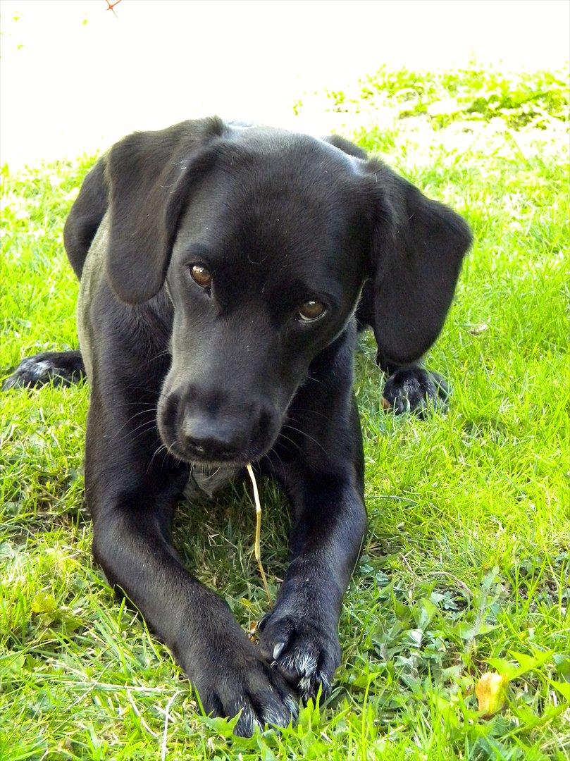 Blanding af racer Maggie - Ja så uskyldig kan jeg også se ud :O) billede 10
