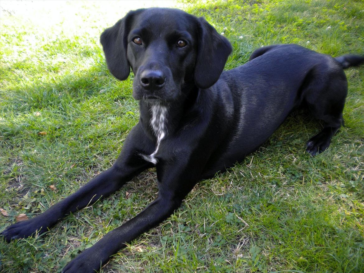 Blanding af racer Maggie - Ja det kan godt være jeg ligger pænt, men bare vent :O) billede 14