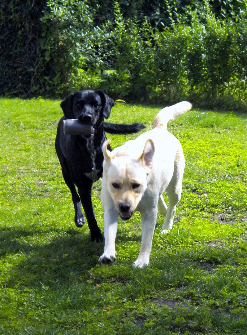 Blanding af racer Maggie - For så er der nemlig fart igen :O) billede 15