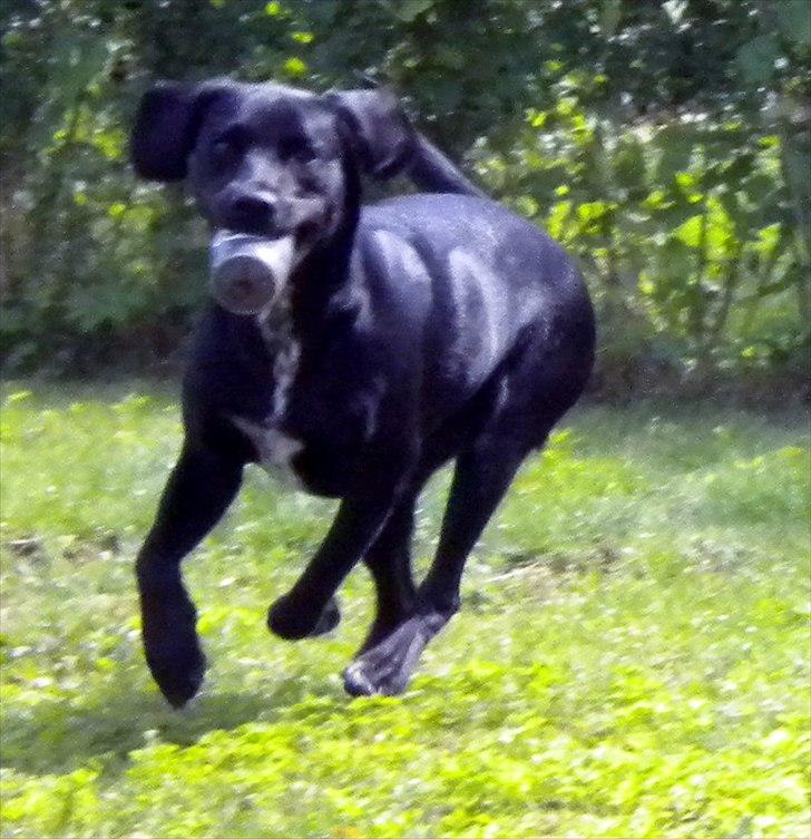 Blanding af racer Maggie - Selv efter en hundebajer er jeg hurtig :O) billede 3