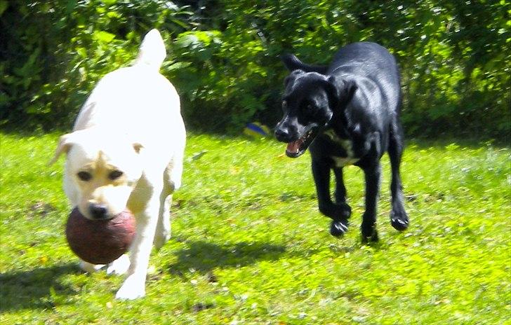 Blanding af racer Maggie - Hun tog MIN bold ! billede 9