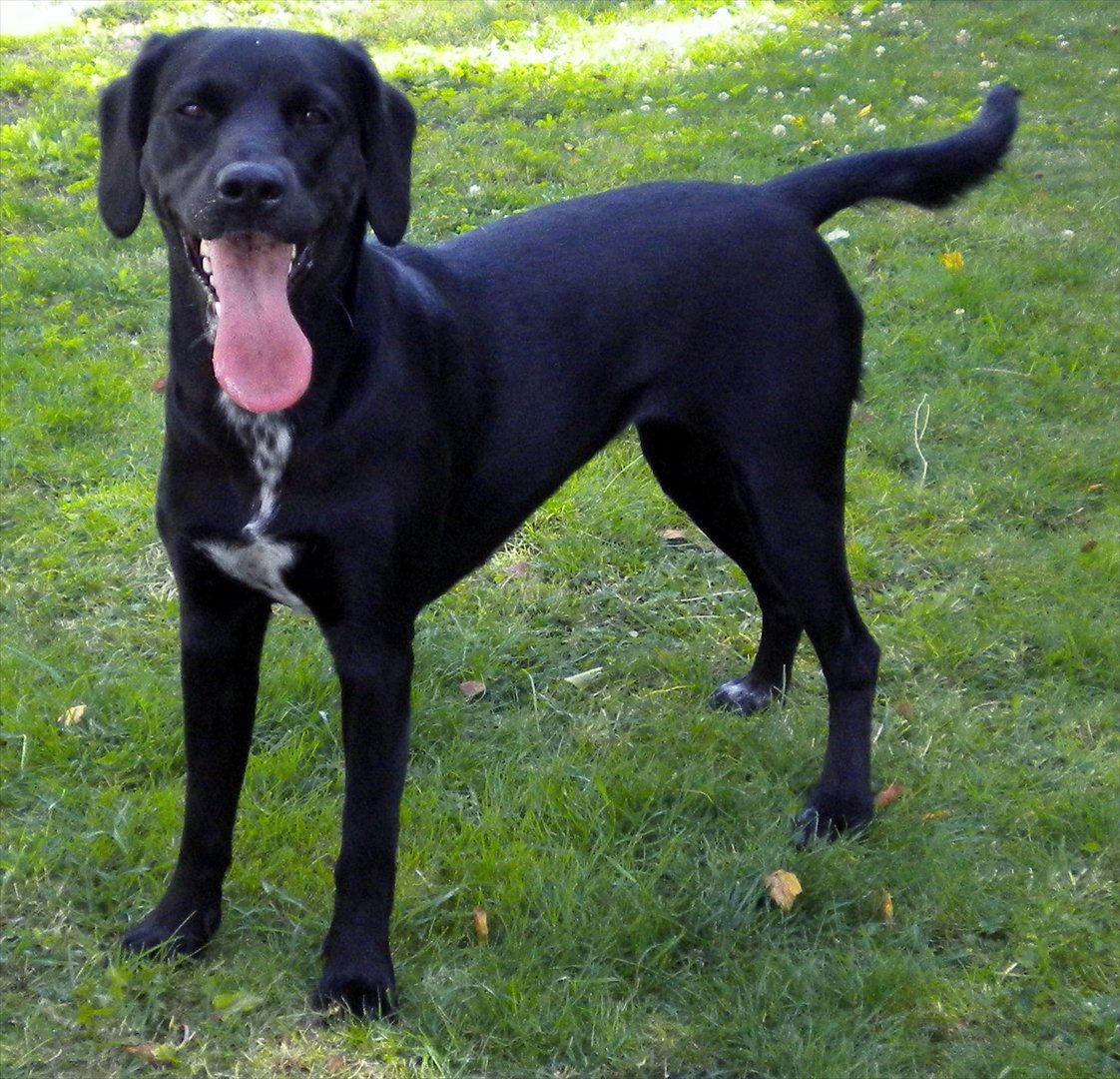 Blanding af racer Maggie - Okay ja jeg blev lidt forpustet :O) billede 16