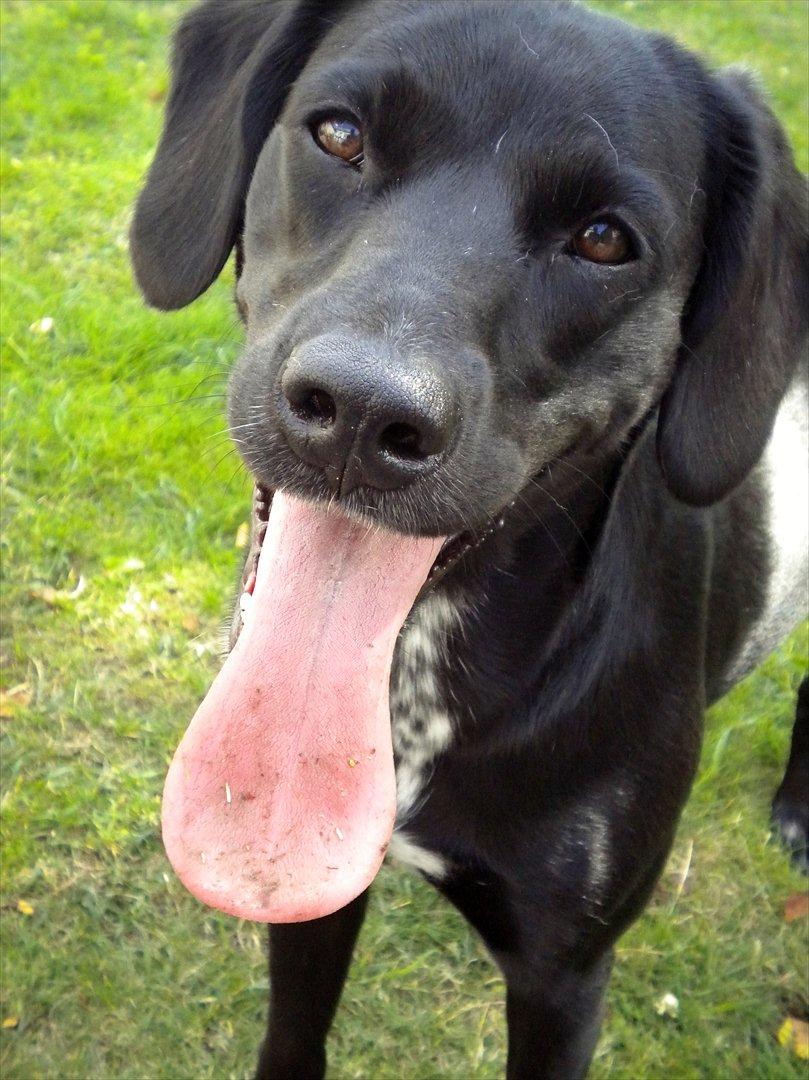 Blanding af racer Maggie - Farvel og tak fordi du kiggede forbi :O) billede 17