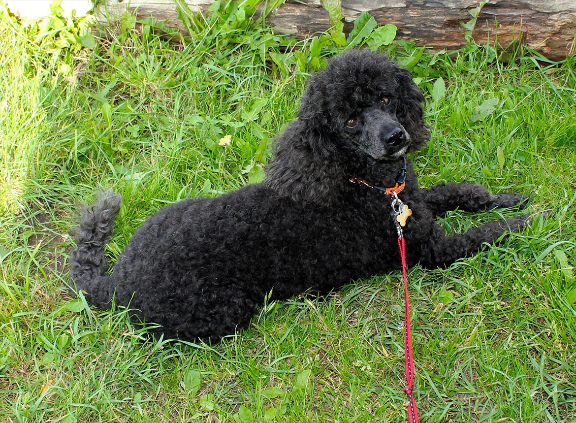 Dværgpuddel Pjuske Æ. *Krølle* billede 17