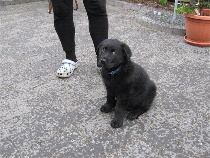 Blanding af racer Boss - Første dag Boss var hjemme ved os billede 1