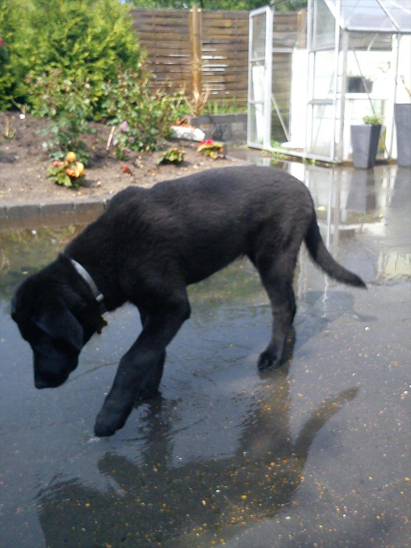 Blanding af racer Boss - den 1 aug billede 2