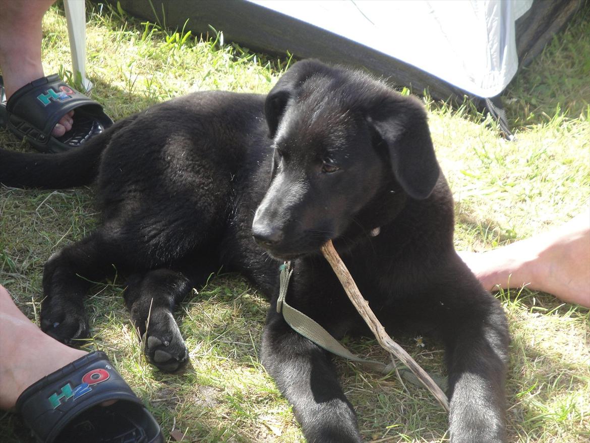 Blanding af racer Boss - på camping 2011 billede 3