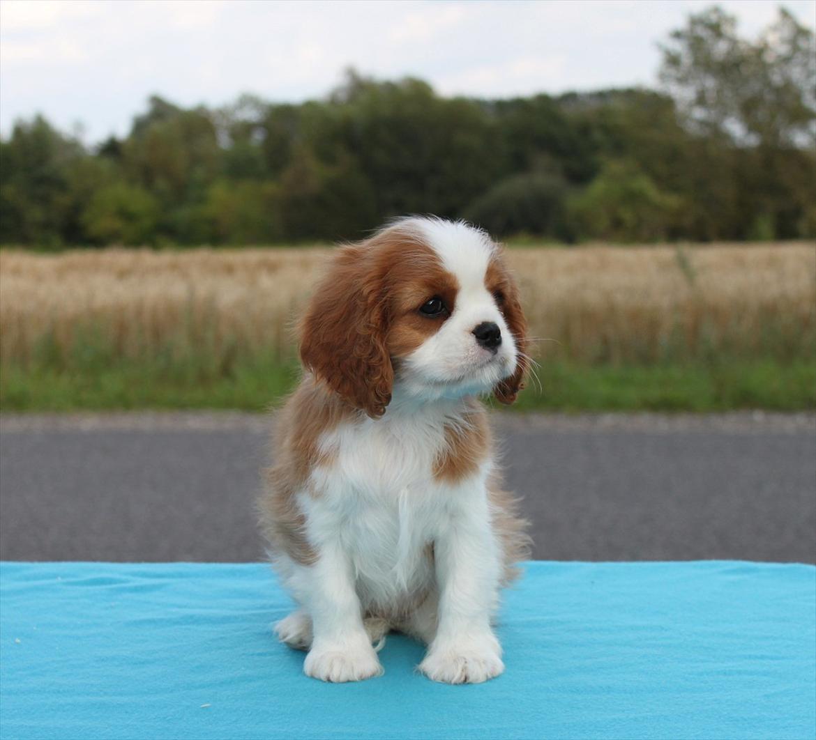 Cavalier king charles spaniel Murnley's Anglian Skye billede 2