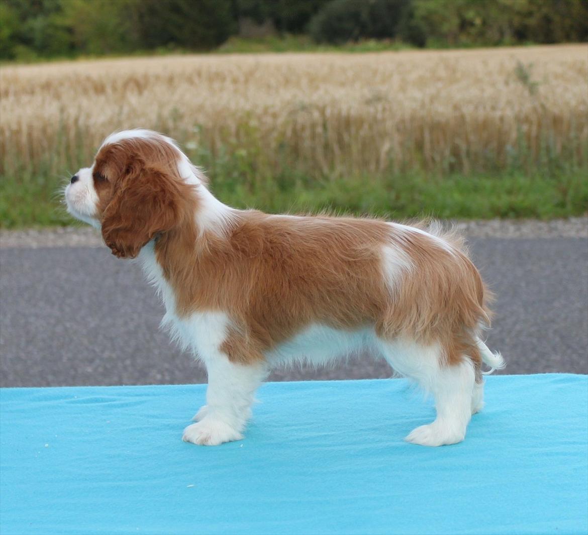 Cavalier king charles spaniel Murnley's Anglian Skye billede 3