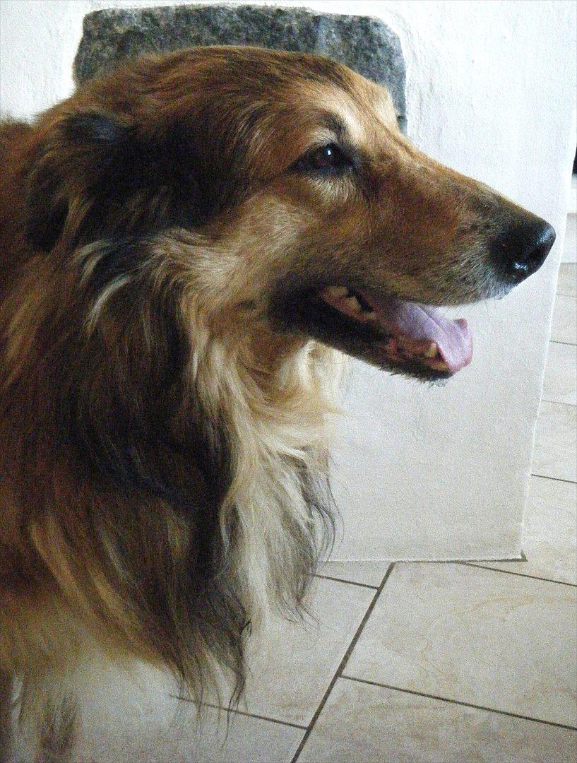 Blanding af racer Toffee billede 2