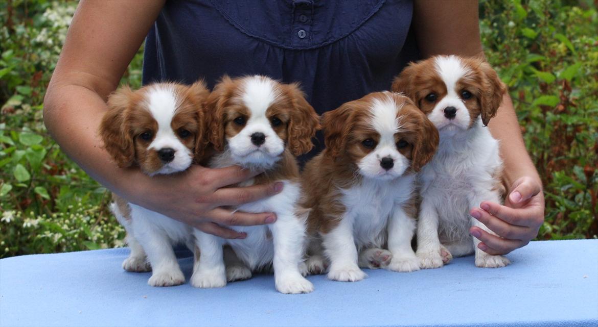 Cavalier king charles spaniel Murnley's Anglian Skye - Skye med sine søskende - 8 uger gamle.
Bazil, Skye, Ivy og Pixi billede 5