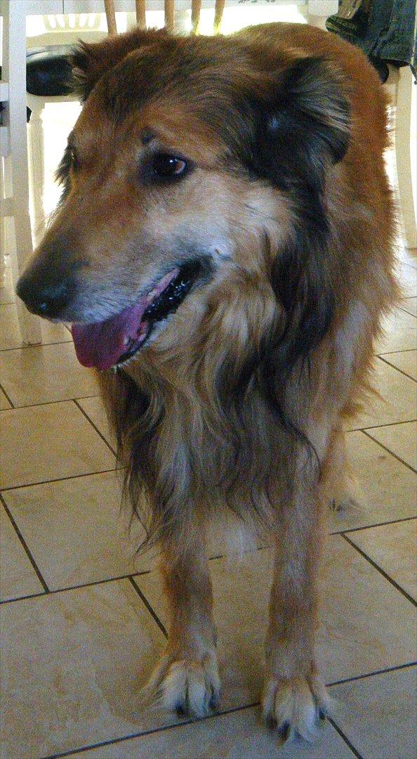 Blanding af racer Toffee billede 3