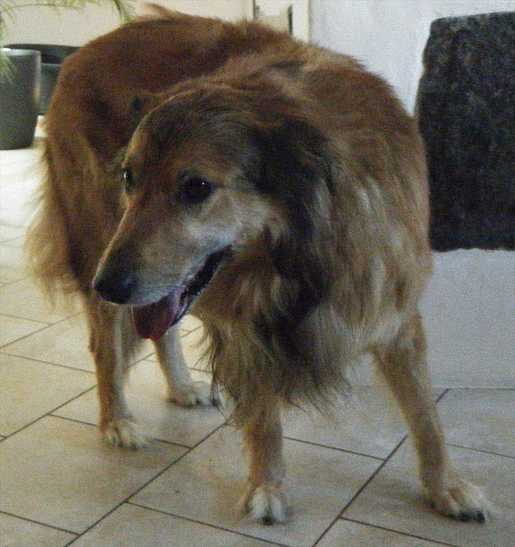 Blanding af racer Toffee billede 4