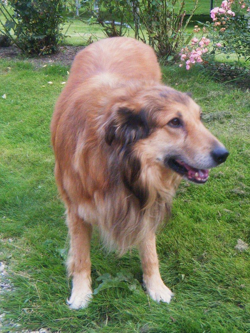 Blanding af racer Toffee billede 5