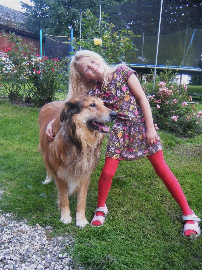 Blanding af racer Toffee - Velkommen til Toffee´s profil billede 1