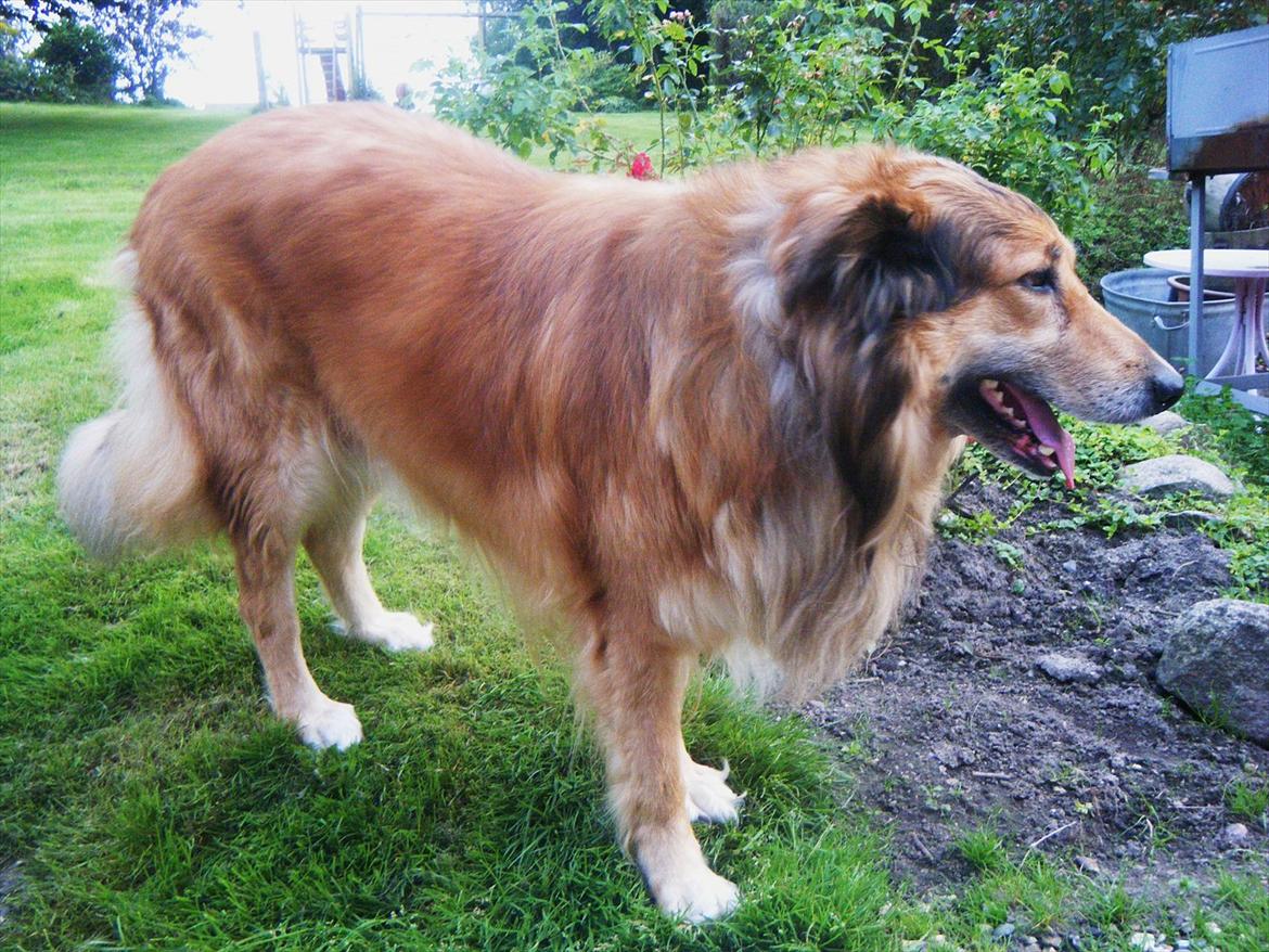 Blanding af racer Toffee billede 6