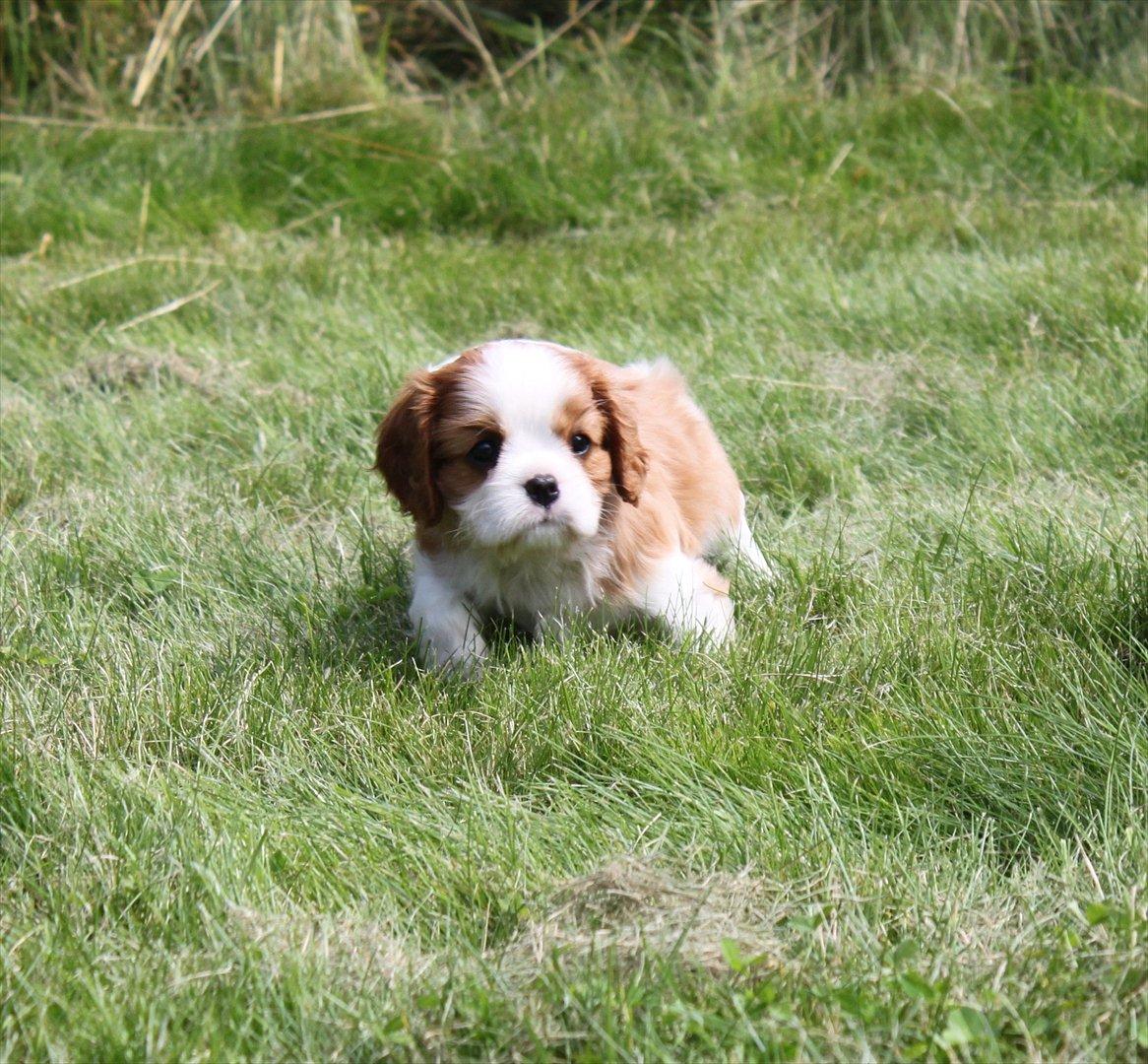 Cavalier king charles spaniel Murnley's Anglian Skye - Skye 6 uger og på skovtur billede 6