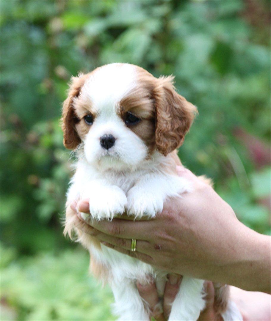 Cavalier king charles spaniel Murnley's Anglian Skye - Skye - 6 uger  billede 7