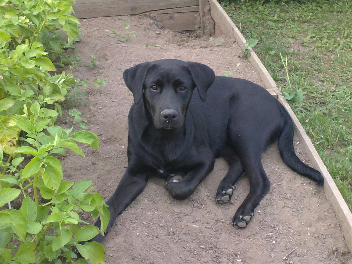 Blanding af racer Rottweiler/lab Diego [ Tidliger hund] billede 6