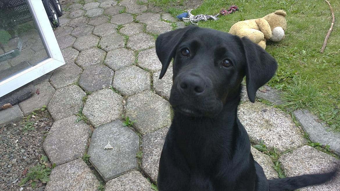 Blanding af racer Rottweiler/lab Diego [ Tidliger hund] billede 3