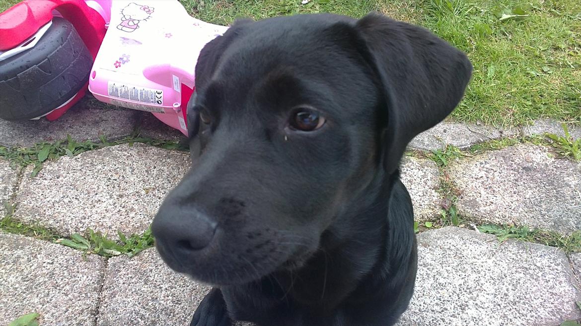 Blanding af racer Rottweiler/lab Diego [ Tidliger hund] billede 12