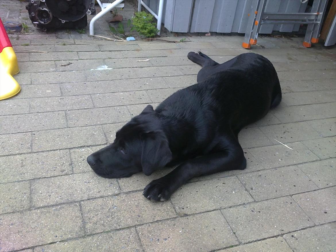 Blanding af racer Rottweiler/lab Diego [ Tidliger hund] billede 13