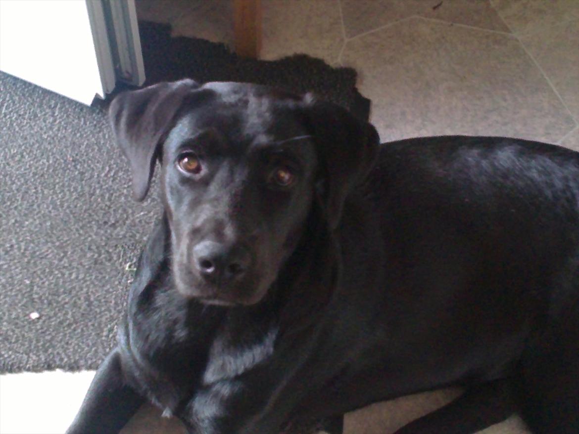 Blanding af racer Rottweiler/lab Diego [ Tidliger hund] billede 11