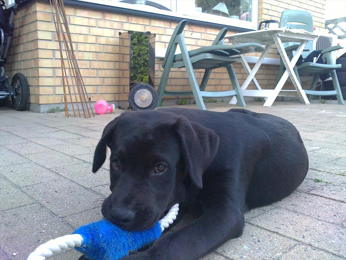 Blanding af racer Rottweiler/lab Diego [ Tidliger hund] billede 14