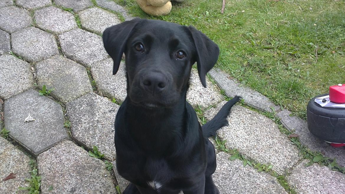 Blanding af racer Rottweiler/lab Diego [ Tidliger hund] billede 2