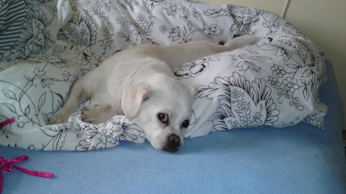 Blanding af racer Sasiha billede 1