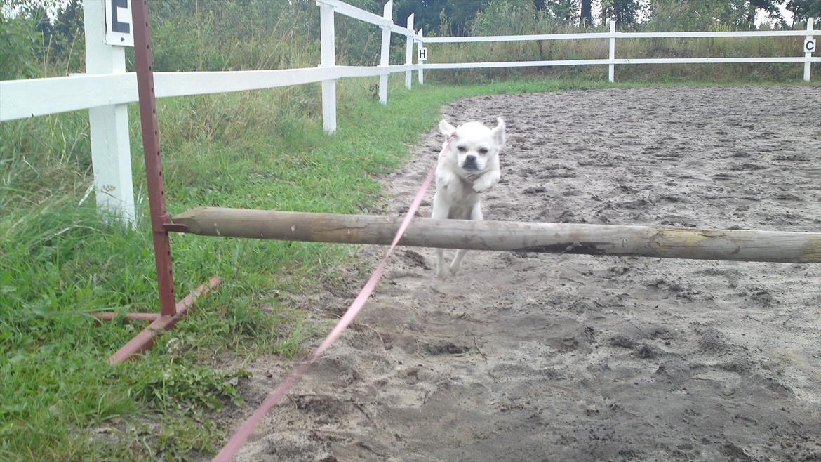 Blanding af racer Sasiha - springer 35cm billede 2