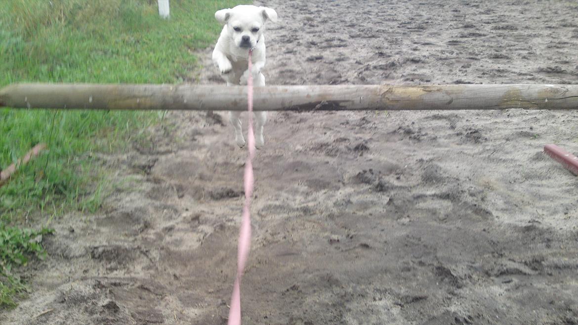 Blanding af racer Sasiha - springer 45cm billede 3