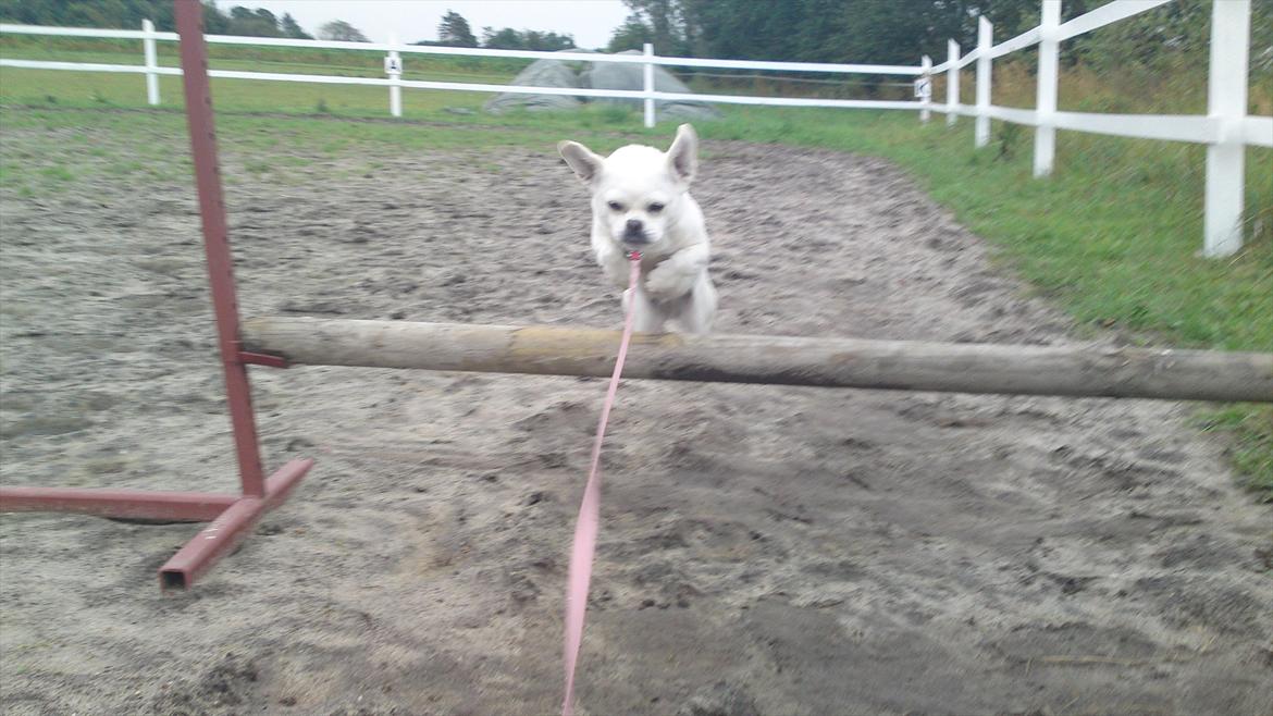 Blanding af racer Sasiha billede 4