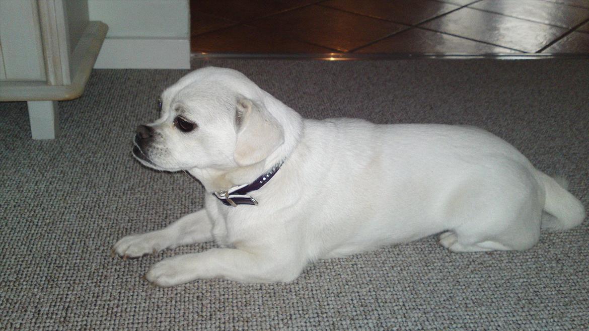 Blanding af racer Sasiha billede 5