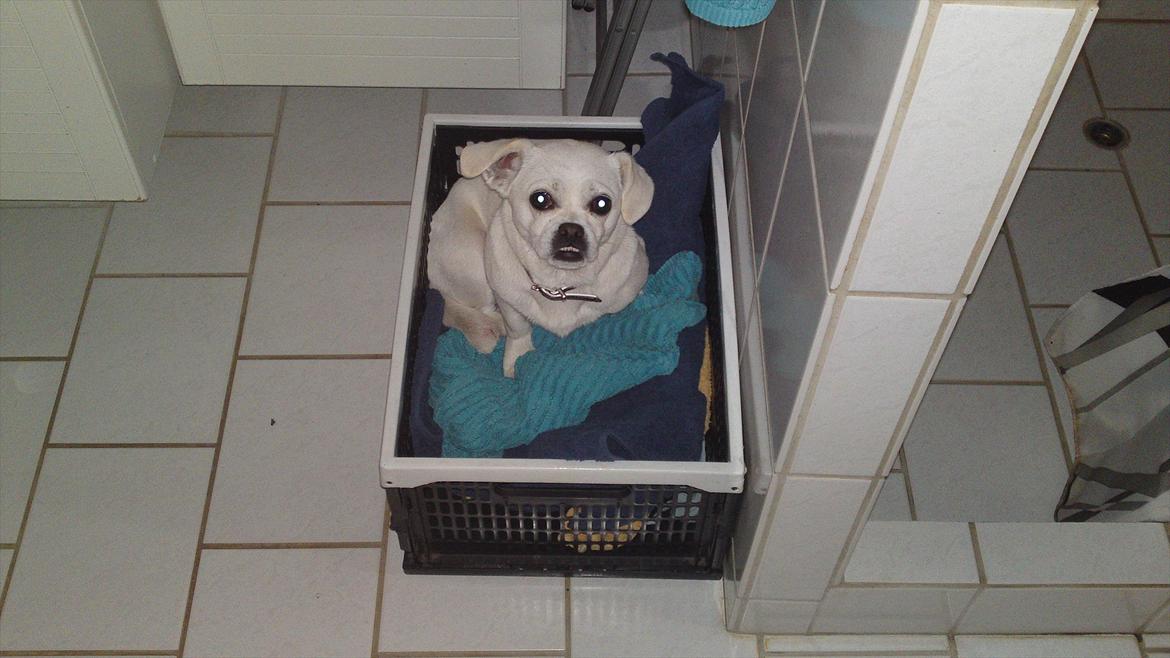 Blanding af racer Sasiha billede 6