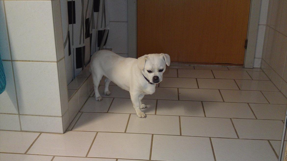 Blanding af racer Sasiha billede 7