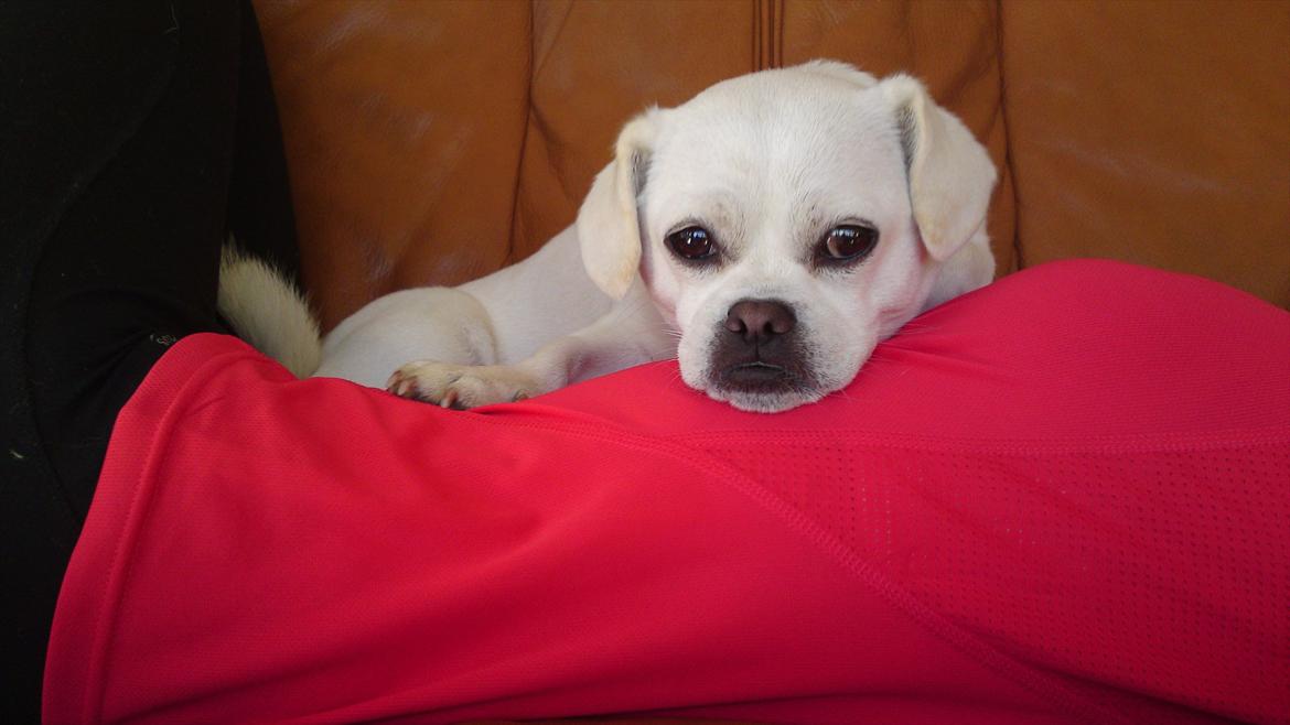 Blanding af racer Sasiha billede 8